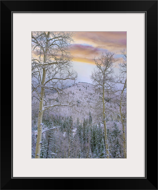 Quaking Aspens in winter, Aspen Vista, Santa Fe National Forest, New Mexico