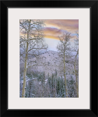 Quaking Aspens In Winter, Aspen Vista, Santa Fe National Forest, New Mexico