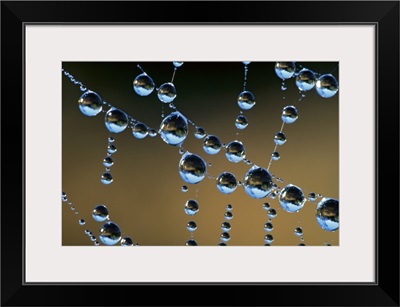 Raindrops on a spider web, New Zealand