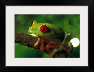 Red-eyed Tree Frog, native to tropical rainforests of Central America