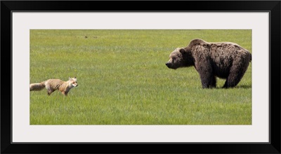 Red Fox and Grizzly Bear,  Katmai National Park, Alaska