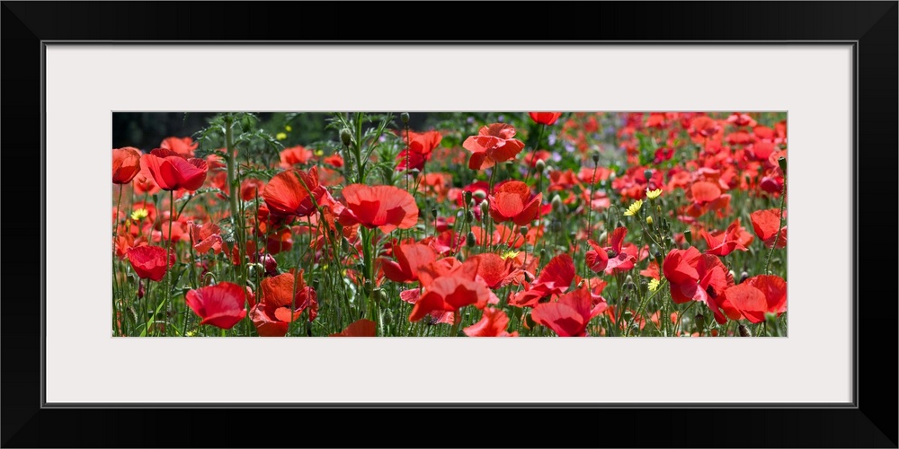 Closeup panoramic photograph of a poppy field in Europe with other assorted grasses and growth.