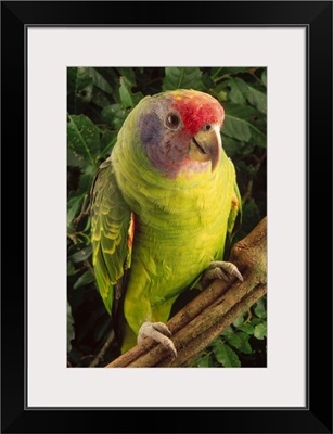 Red-tailed Amazon parrot, Atlantic Forest ecosystem, Brazil