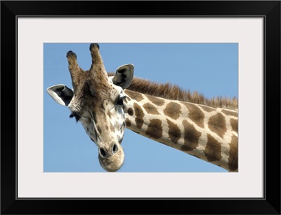Reticulated Giraffe portrait, native to Africa