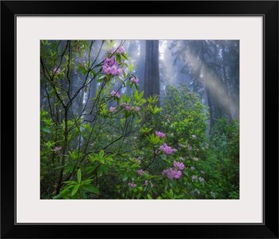 Rhododendron And Coast Redwoods In Fog, Redwood National Park, California