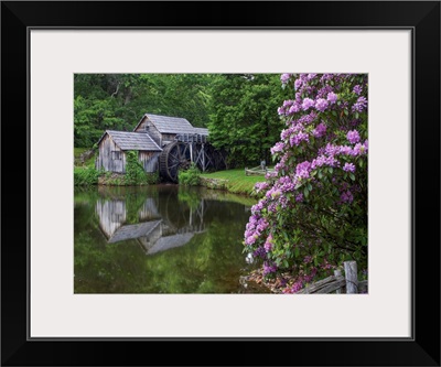 Rhododendron At Mabry Mill, A Restored Sawmill, Blue Ridge Parkway, Virginia