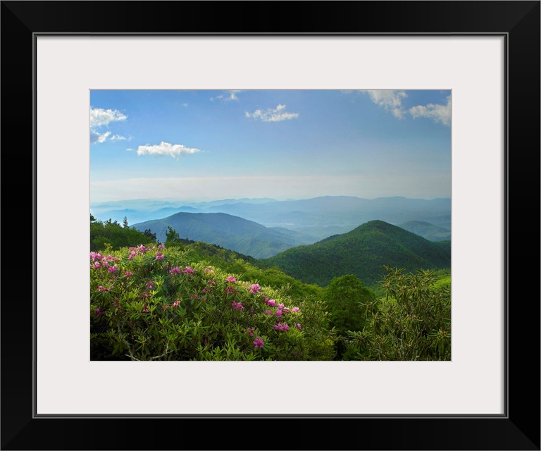 Photograph of tree tops with rows of mountain silhouettes fading into the mist under a cloudy sky.