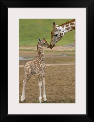 Rothschild Giraffe  mother kissing calf, native to Africa