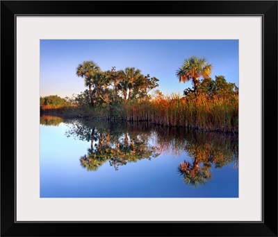 Royal Palms and reeds along waterway, Fakahatchee State Preserve, Florida