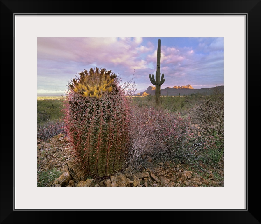 Saguaro and Giant Barrel Cactus, Saguaro National Park, Arizona