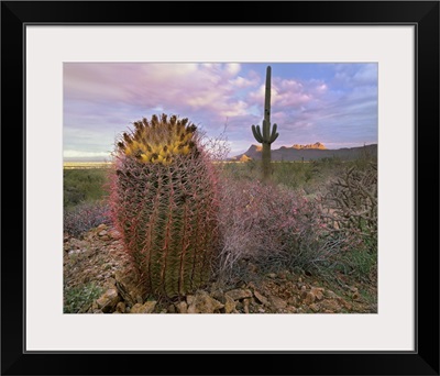 Saguaro and Giant Barrel Cactus, Saguaro National Park, Arizona