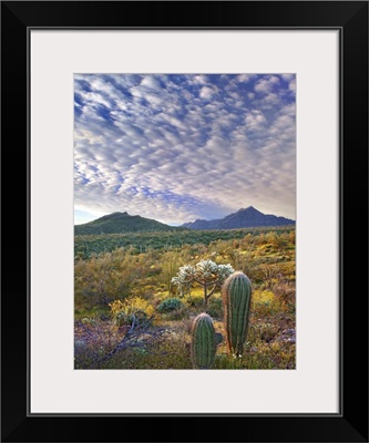 Saguaro and Teddybear Cholla amid Lupine and California Brittlebush, Arizona