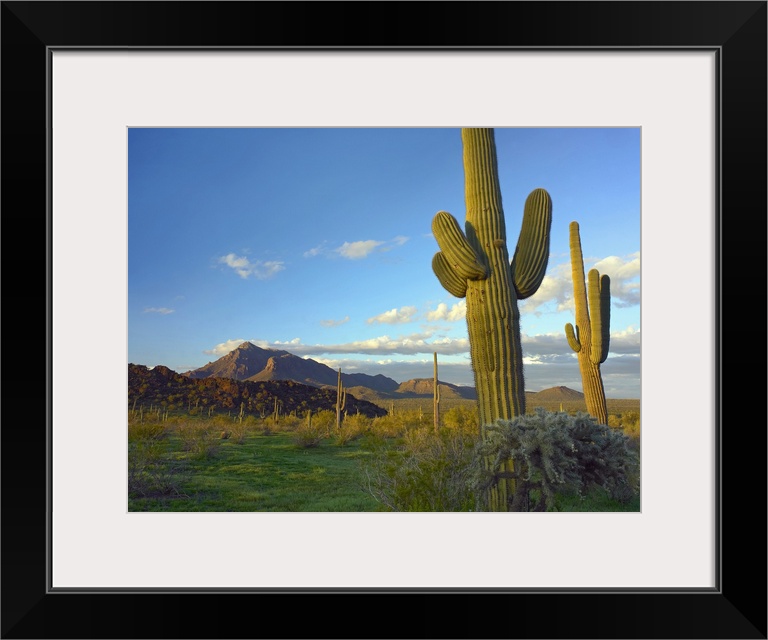 Saguaro and Teddybear Cholla from Picacho Peak State Park, Arizona