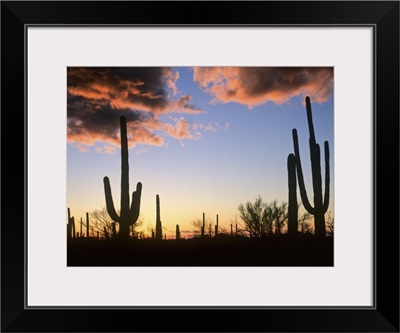 Saguaro cacti at sunset, Saguaro National Monument, Arizona