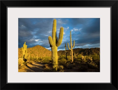 Saguaro cacti in desert, Arizona