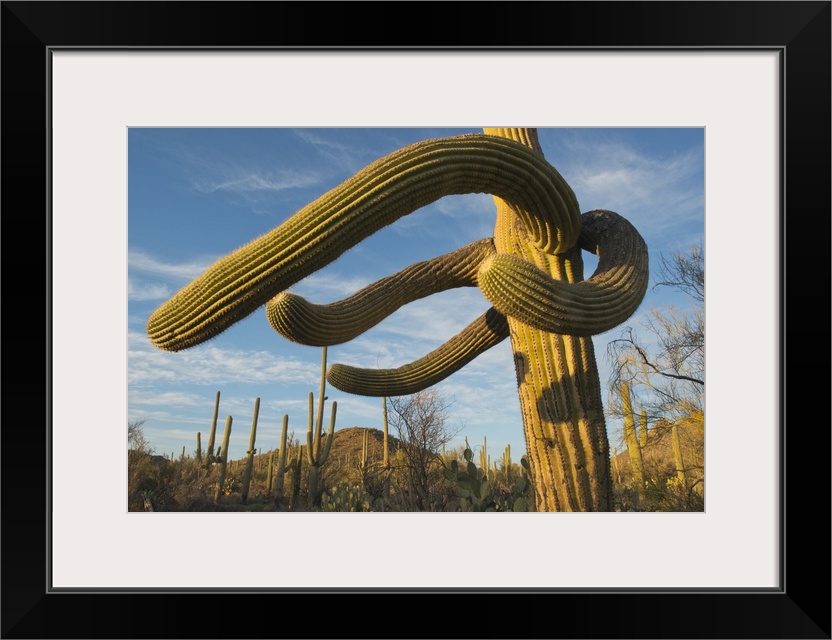 Saguaro Cactus (Carnegiea gigantea)  Saguaro National Park, near Tucson, Arizona, USA