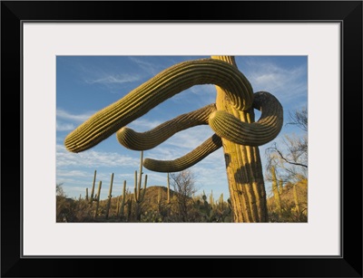 Saguaro cacti, Saguaro National Park, Arizona