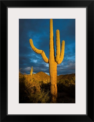 Saguaro cactus, Arizona