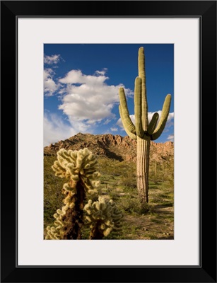 Saguaro cactus in desert, Arizona
