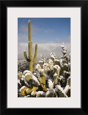 Saguaro cactus in snow, Saguaro National Park, Tucson, Arizona