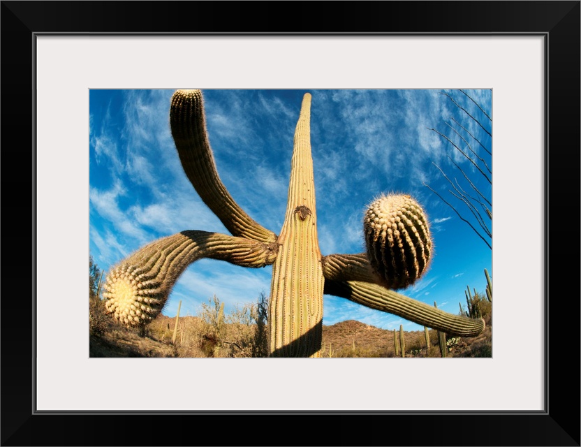 Saguaro Cactus (Carnegiea gigantea)  Saguaro National Park, near Tucson, Arizona, USA