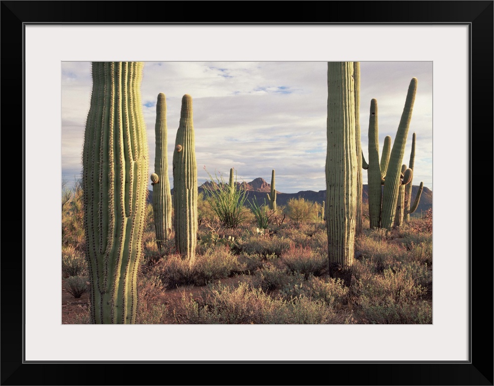 Saguaro (Carnegiea gigantea) and Safford Peak, Saguaro National Park, Arizona