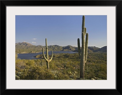 Saguaro (Carnegiea gigantea) cactus at Bartlett Lake, Arizona