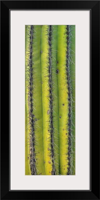 Saguaro (Carnegiea gigantea) cactus close up of trunk and spines, North America