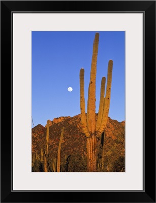 Saguaro (Carnegiea gigantea) cactus in desert, Sonoran Desert, Arizona