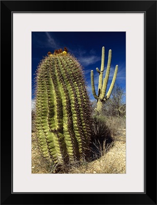 Saguaro with Fishhook Barrel Cactus, Sonoran Desert, Arizona