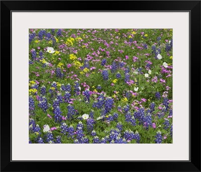 Sand Bluebonnet, Pointed Phlox, White Prickly Poppy, and Squaw-weed flowers