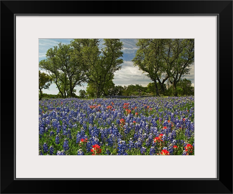 Huge photograph shows a field covered with brightly colored flowers extending throughout the entire picture.  In the middl...