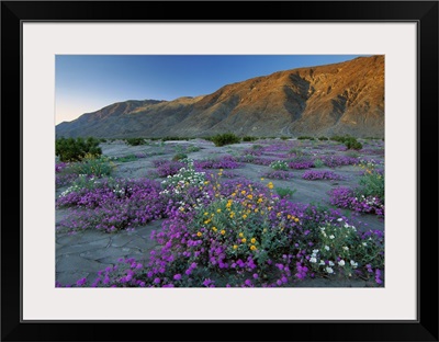 Sand Verbena and Desert Sunflowers, Anza-Borrego Desert State Park, California