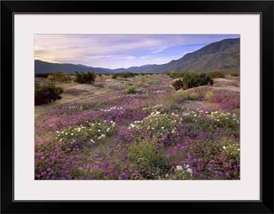 Sand Verbena and Primrose blooming Anza Borrego Desert State Park California