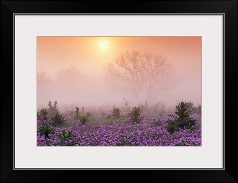 Photograph of flower meadow sprinkled with tall shrubs on a misty morning.  The silhouettes of large trees in the distance...