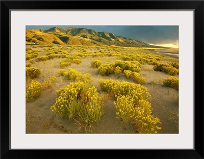 Sangre de Cristo Mountains at Great Sand Dunes National Monument, Colorado