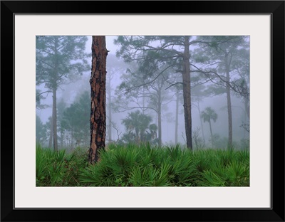 Saw Palmetto and Pine trees in fog, near Estero River, Florida