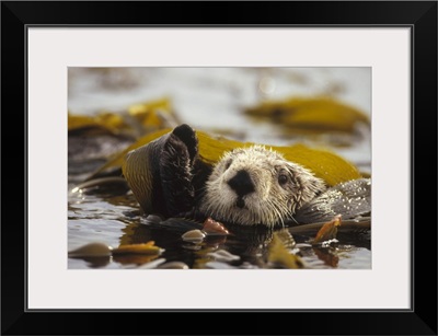 Sea Otter floating in kelp bed, northern Pacific Ocean