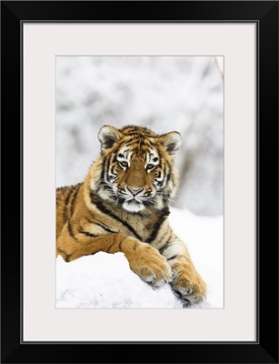 Siberian Tiger juvenile in snow