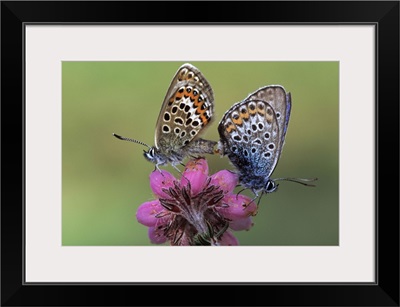 Silver-studded Blue butterfly pair mating on flower, Europe