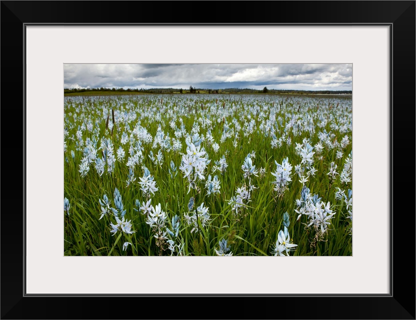 Camas flowers (Camassia quamash), On Weippe Prairie, Idaho. On September 20, 1805 the first members of Lewis and Clark's C...