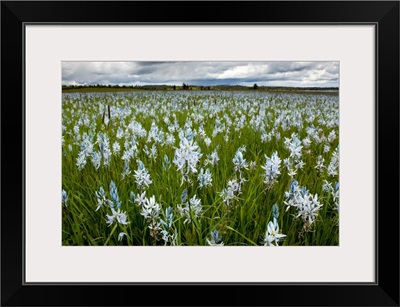 Small Camas flowers in prairie, Weippe Prairie, Idaho