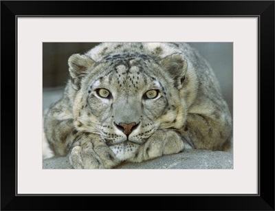 Snow Leopard portrait, mountainous regions of central Asia