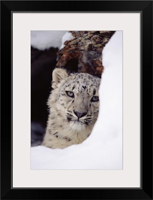 Snow Leopard (Uncia uncia) adult, looking out from behind a snowbank