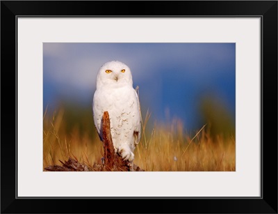 Snowy Owl adult perching on a low stump in a field of green grass, British Columbia