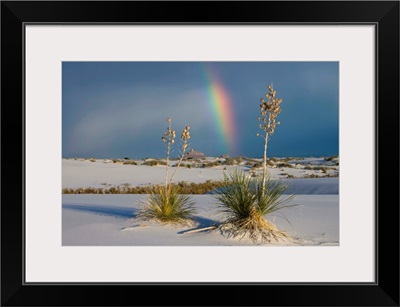 Soaptree Yucca and rainbow, White Sands National Monument, New Mexico