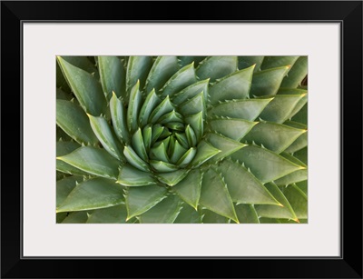 Spiral Aloe, UCSC Arboretum, Santa Cruz, Monterey Bay, California