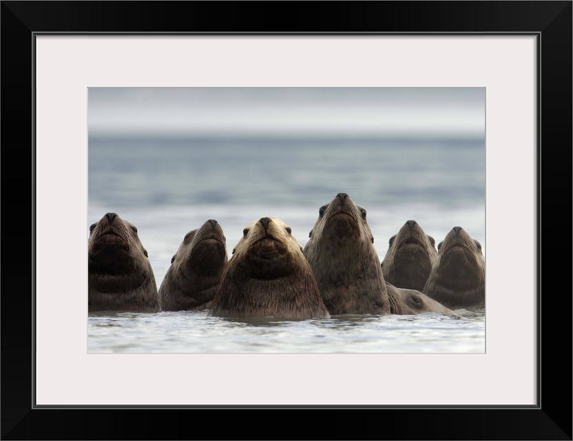 Steller's sea lion (Eumetopias jubatus)Alaska