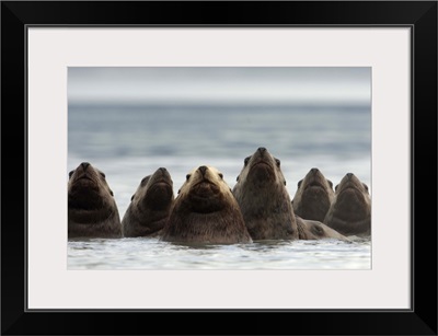 Steller's Sea Lion (Eumetopias jubatus) group of six in a line, Alaska