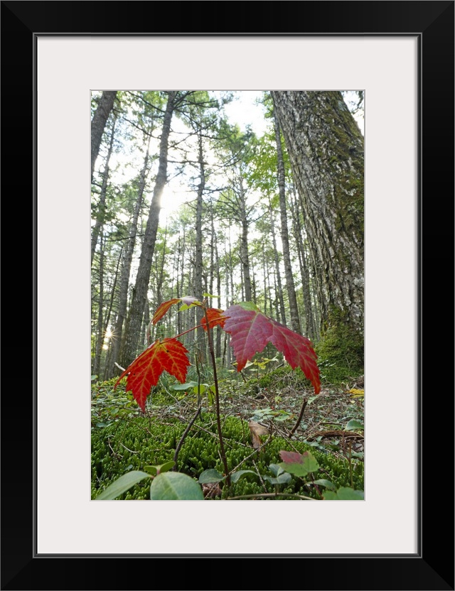 sugar maple Acer saccharum seedling growing beneath old-growth eastern hemlock forest Tsuga canadensis Nova Scotia